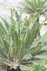 Encephalartos transvenosus