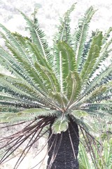 Encephalartos transvenosus