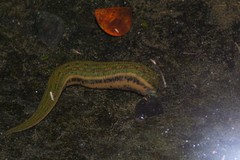 Whitmania laevis