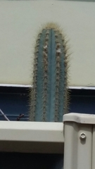 Cereeae