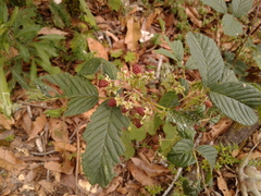 Rubus megalococcus