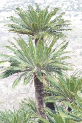 Encephalartos transvenosus