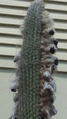 Cereeae