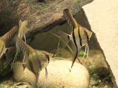 Pterophyllum scalare