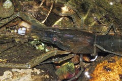 Macrobrachium nipponense