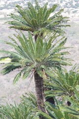 Encephalartos transvenosus