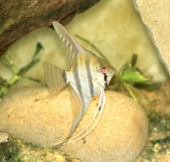 Pterophyllum scalare