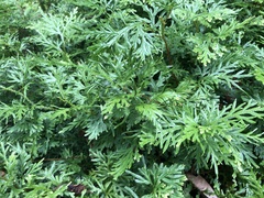 Selaginella delicatula