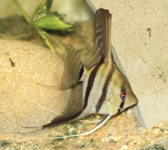Pterophyllum scalare