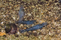 Neocaridina palmata