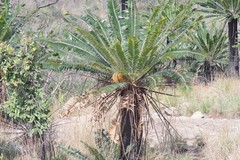Encephalartos transvenosus