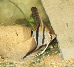 Pterophyllum scalare