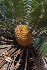 Encephalartos transvenosus