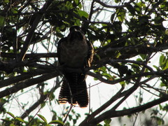 Eudynamys orientalis