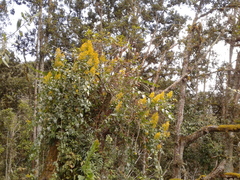 Pentacalia