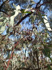 Eucalyptus sideroxylon