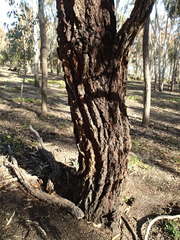 Eucalyptus sideroxylon