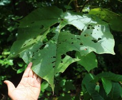 Sterculia urens