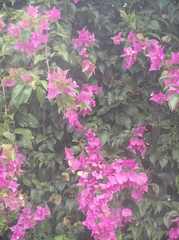 Bougainvillea spectabilis