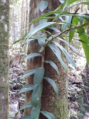 Freycinetia scandens