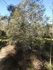 Hakea laurina