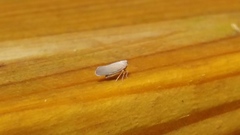 Omolicna