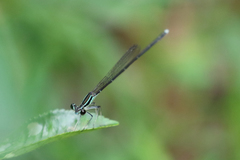 Pseudocopera ciliata