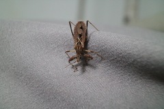 Oncocephalus pudicus