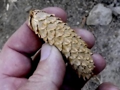 Picea glauca × engelmannii