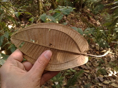 Meriania macrophylla peltata
