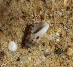 Agnewia tritoniformis