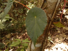Begonia tropaeolifolia