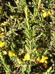 Eutaxia diffusa