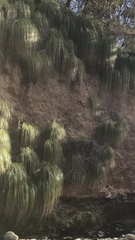 Cortaderia hieronymi