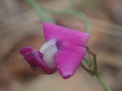 Dolichos angustifolius
