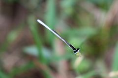 Agriocnemis lacteola