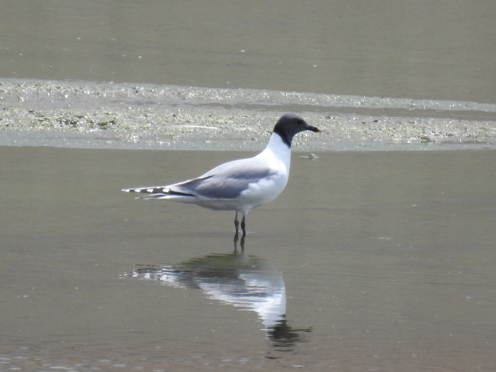 Sabine's Gull