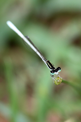 Agriocnemis lacteola