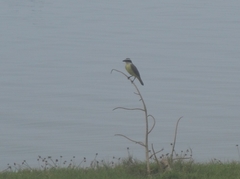 Pitangus sulphuratus