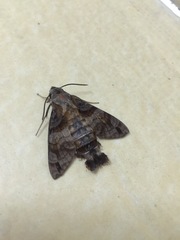 Macroglossum pyrrhosticta