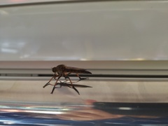 Cophinopoda chinensis