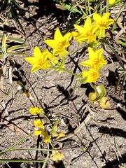 Sebaea grisebachiana