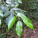 Portuguese Laurel - Photo (c) Duarte Frade, some rights reserved (CC BY), uploaded by Duarte Frade