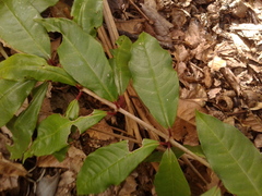 Fuchsia venusta