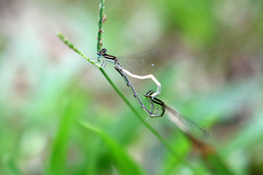 Agriocnemis lacteola