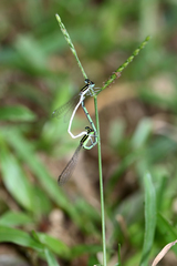 Agriocnemis lacteola