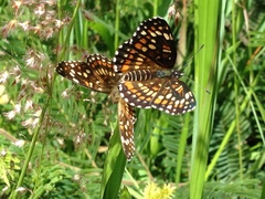 Chlosyne theona