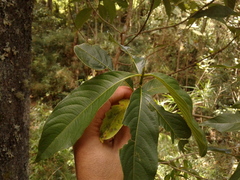 Palicourea angustifolia