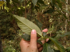 Palicourea angustifolia