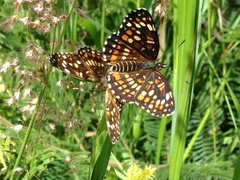 Chlosyne theona